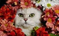 パズル Cat and flowers