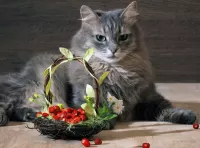 Jigsaw Puzzle The cat and the strawberries