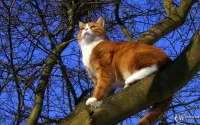 Zagadka Cat on a tree
