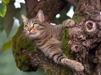 Пазл Кот на дереве 