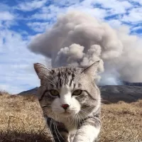 Rompicapo the cat on the background of the volcano