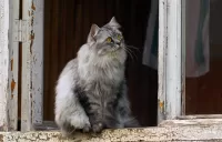 Пазл Кот на окне