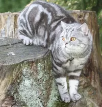 Quebra-cabeça Cat on tree stump