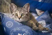 Quebra-cabeça The cat on the pillow