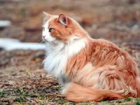 Zagadka cat on the nature