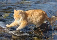 Rompecabezas Cat on the river