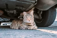Jigsaw Puzzle The cat under the car