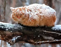 Jigsaw Puzzle Cat under the snow