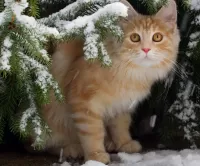 Zagadka cat under the tree