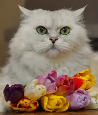 Слагалица Cat with tulips