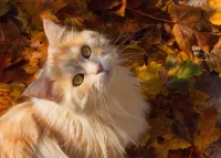 Jigsaw Puzzle Cat among the leaves