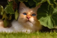 Пазл Кот среди листьев