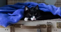 Jigsaw Puzzle Cat in a suitcase