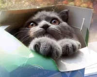 Слагалица Cat in box