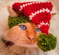 Слагалица Cat in a hat