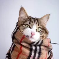 Пазл Кот в шарфе