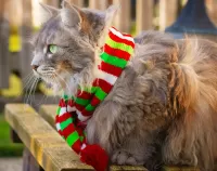 Bulmaca The cat in the scarf
