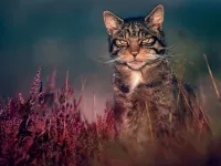 Zagadka Cat in grass