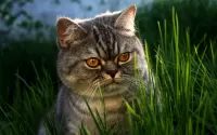 Quebra-cabeça Cat in the grass