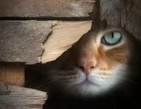 Zagadka Cat in ambush