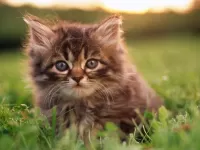Quebra-cabeça Kitten
