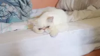Rompicapo kitty