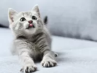 Rompicapo kitty