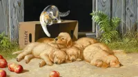 Puzzle Kitten and puppies