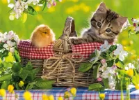 Puzzle Kitten and chick