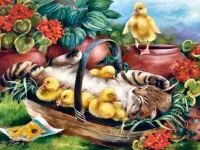Zagadka Kitten and ducklings