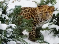Слагалица kitty leopard