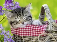 Quebra-cabeça Kitten in the basket