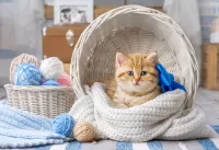 Puzzle Kitten in a basket