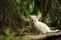 Jigsaw Puzzle Kitten in the forest