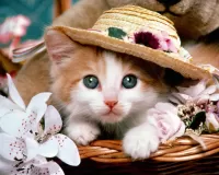 Zagadka Kitten in a hat