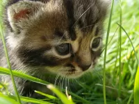 Puzzle kitten in the grass