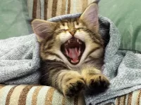 Пазл котенок зевает