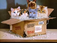Quebra-cabeça Cats in box