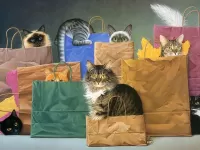 Puzzle Cats in bags