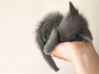 Пазл Серый котенок