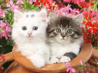 Bulmaca Kittens