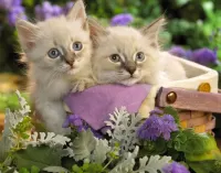 Bulmaca kittens