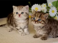 Quebra-cabeça Kittens