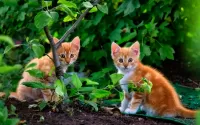 Rompecabezas Kittens