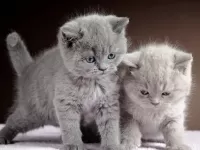 Rätsel kittens