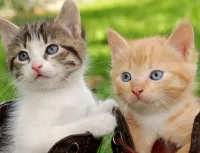 Quebra-cabeça kittens