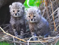 パズル Cheetah kittens