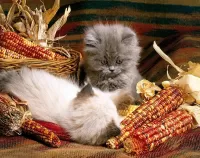 Jigsaw Puzzle Kittens and corn