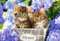 パズル Kittens and flowers