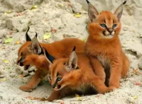 Jigsaw Puzzle Kittens Caracal